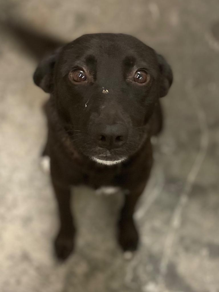 Enlarge Wendy, a Adoptable mixed breed in Neosho, MO image 1/1