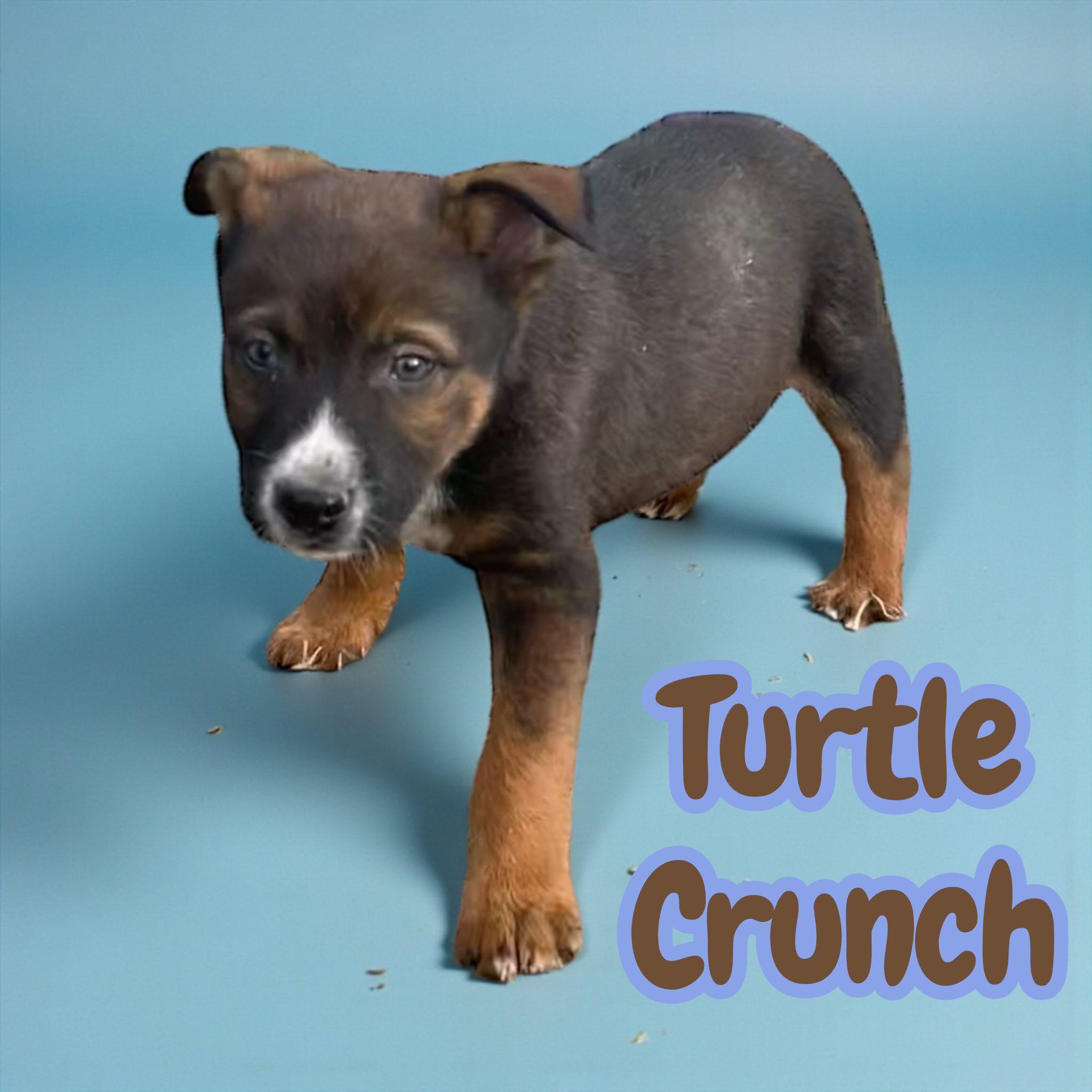 Turtle Crunch