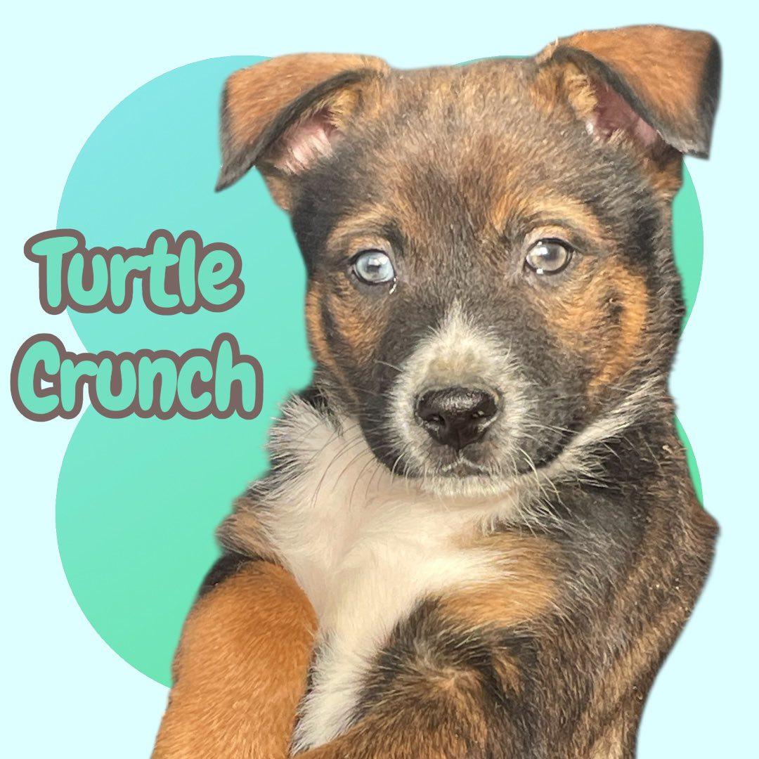 Turtle Crunch — thumbnail 2