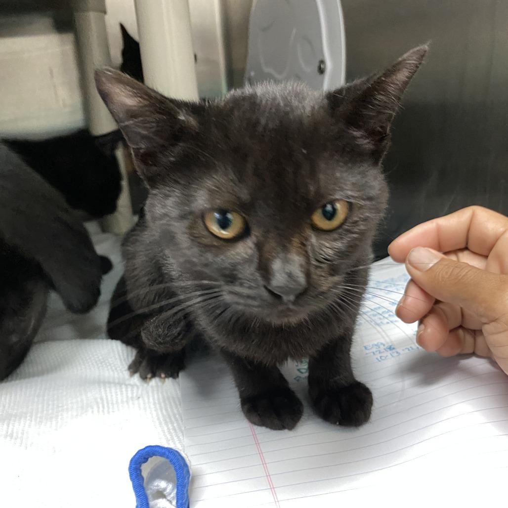 Coal, Adoptable, Kitten Male Domestic Short Hair.