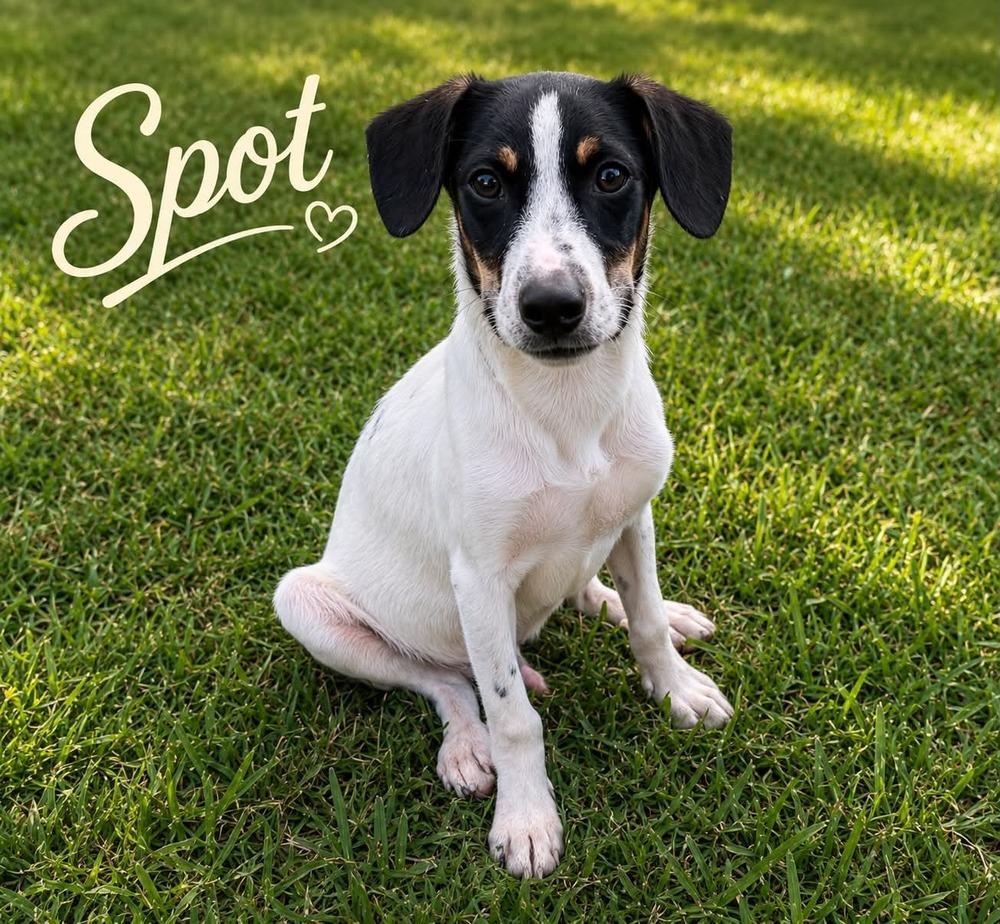 Spot, Adopted, Puppy Male Mixed Breed.