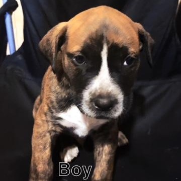 ALEXX, a Adoptable mixed breed in Murrieta, CA image 3/3