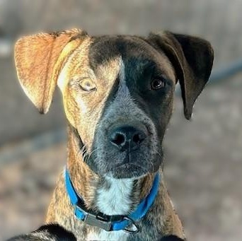 ALEXX, Adoptable, Young Male American Staffordshire Terrier & Australian Cattle Dog / Blue Heeler.