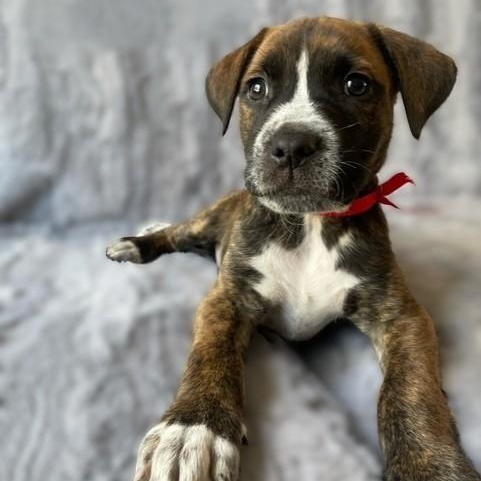 ALEXX, a Adoptable mixed breed in Murrieta, CA image 2/3