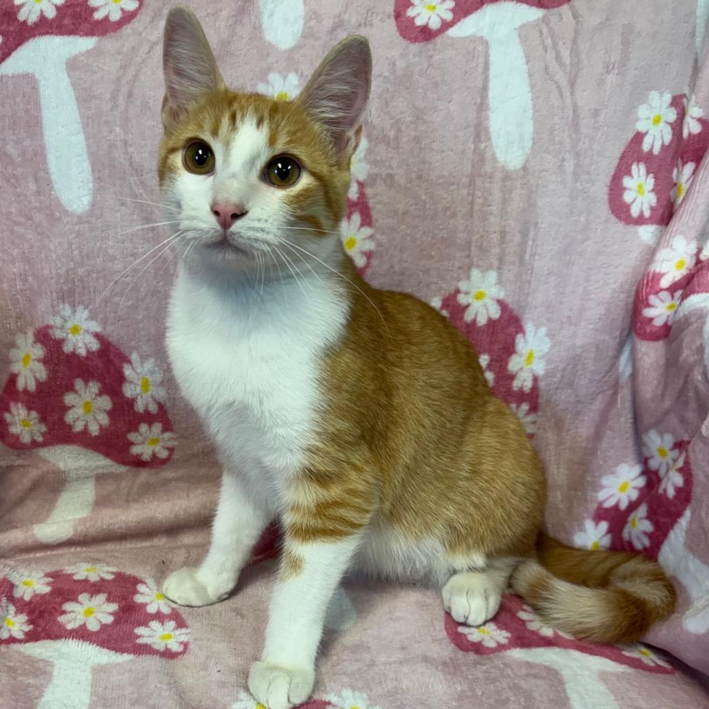 Enlarge Raines (Female), a Adoptable Domestic Short Hair in Kittanning, PA image 1/5