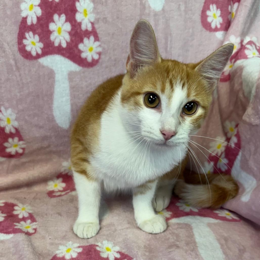 Enlarge Raines (Female), a Adoptable Domestic Short Hair in Kittanning, PA image 2/5