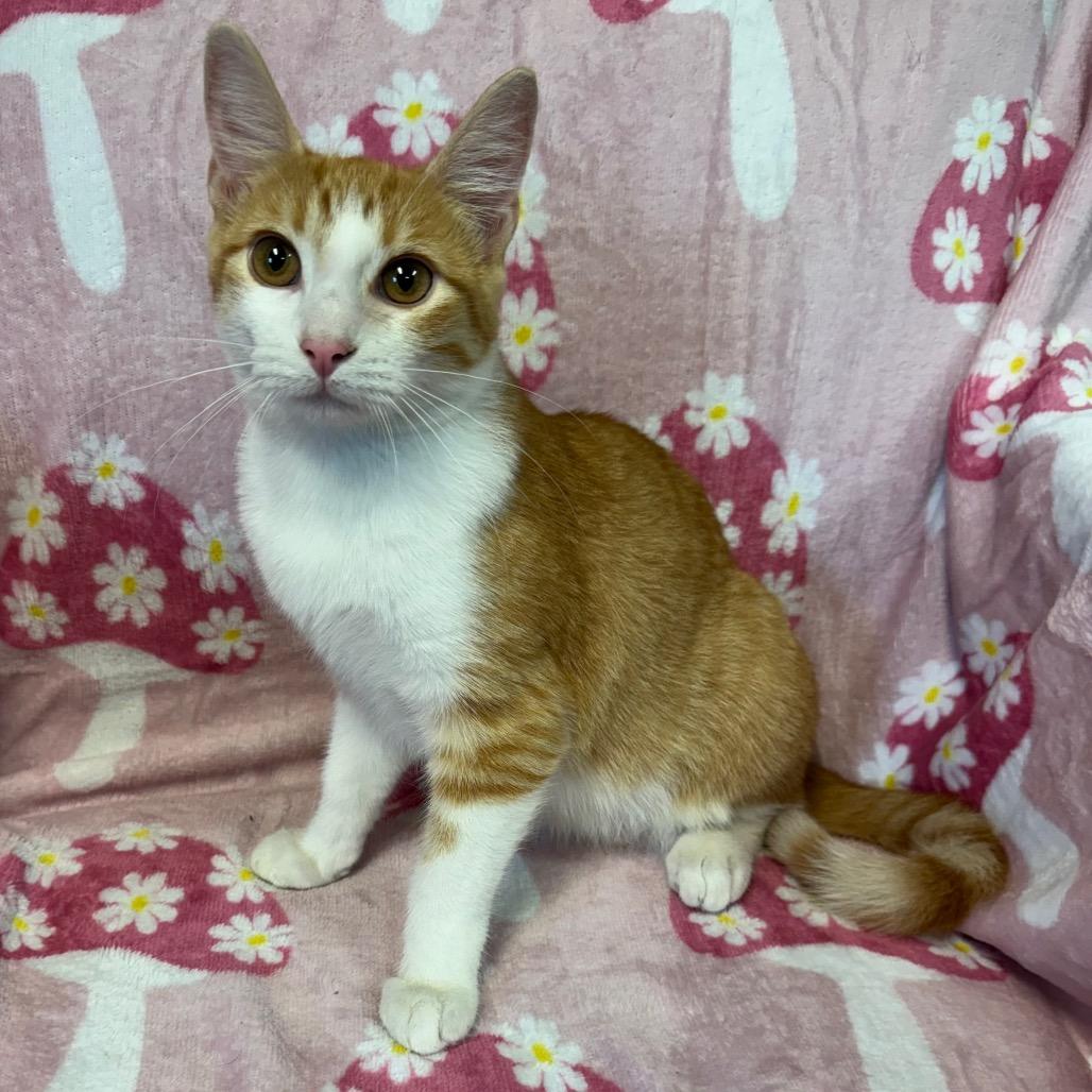 Enlarge Raines (Female), a Adoptable Domestic Short Hair in Kittanning, PA image 3/5
