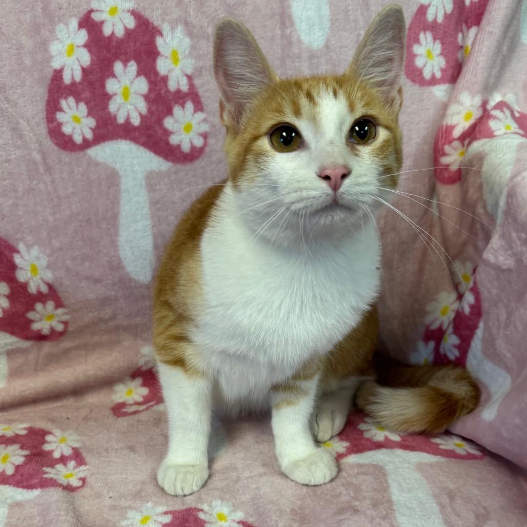 Enlarge Raines (Female), a Adoptable Domestic Short Hair in Kittanning, PA image 4/5