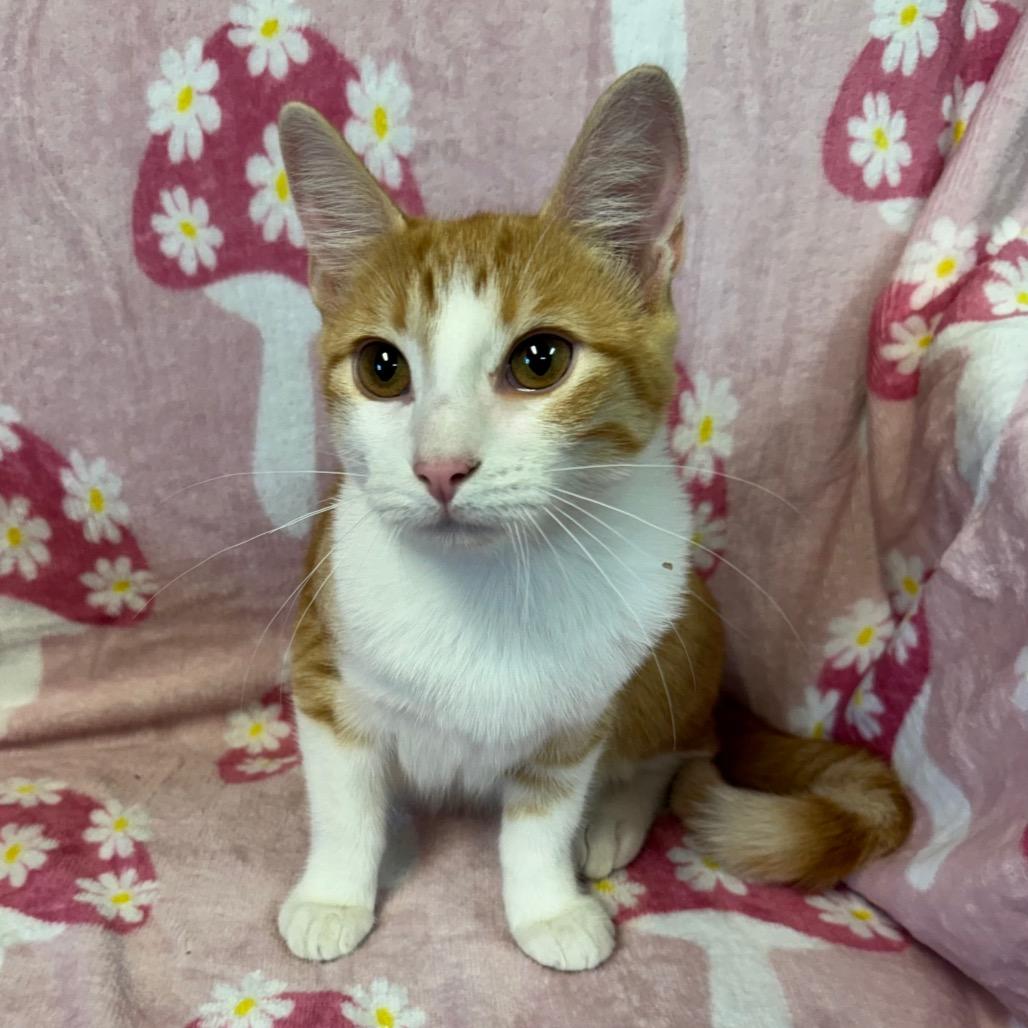 Enlarge Raines (Female), a Adoptable Domestic Short Hair in Kittanning, PA image 5/5