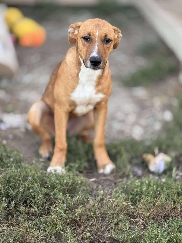 Meg, Adoptable, Young Female Coonhound.