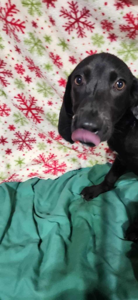 Enlarge Waylon $475, a Adoptable mixed breed in Milwaukee, WI image 1/3