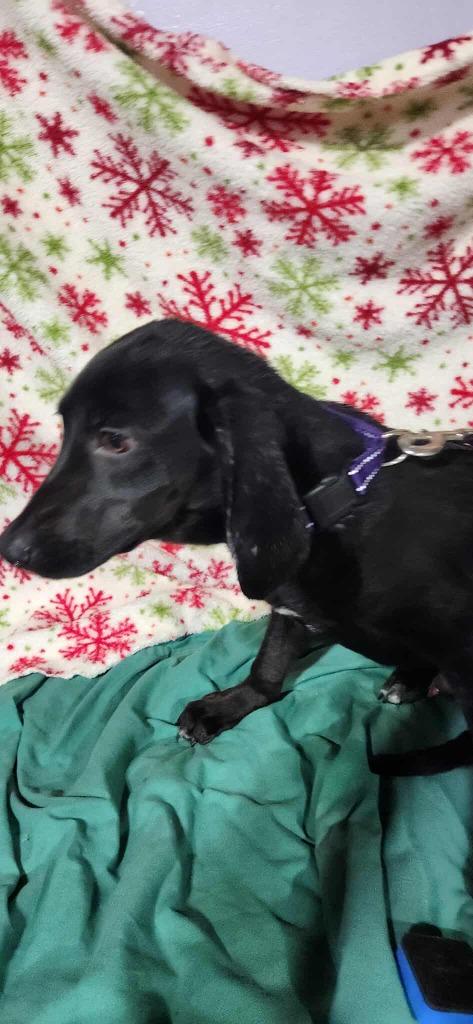 Enlarge Waylon $475, a Adoptable mixed breed in Milwaukee, WI image 2/3