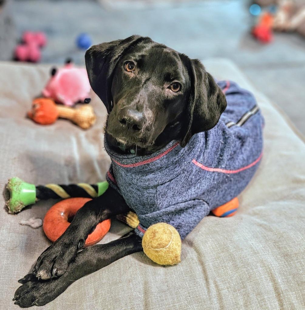 Waylon $475, Adoptable, Young Male Labrador Retriever & Coonhound.