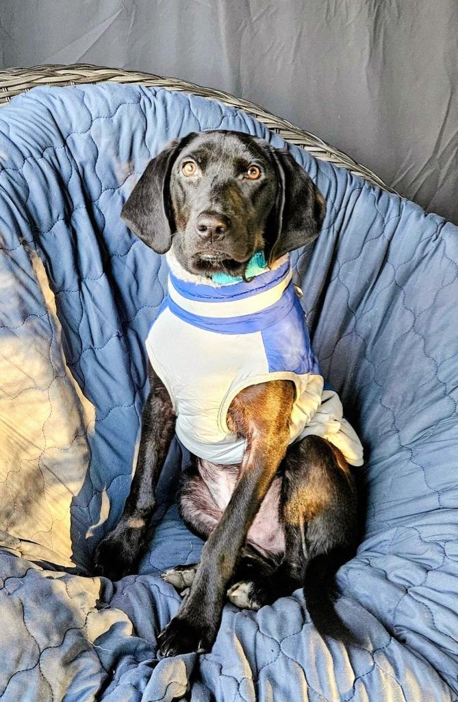 Enlarge Waylon $475, a Adoptable mixed breed in Milwaukee, WI image 2/3