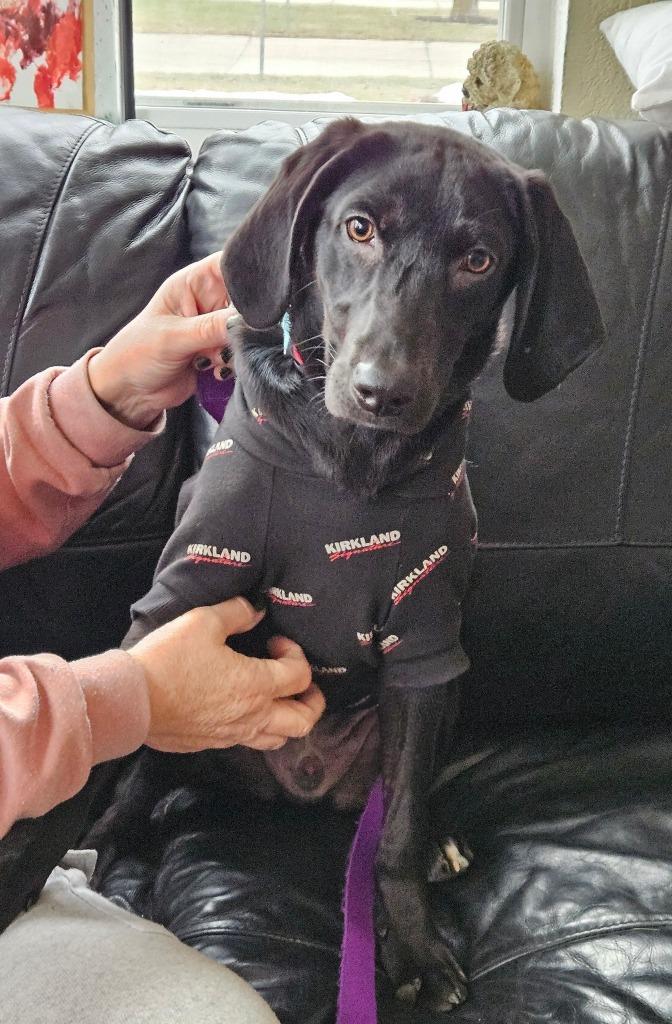 Enlarge Waylon $475, a Adoptable mixed breed in Milwaukee, WI image 3/3