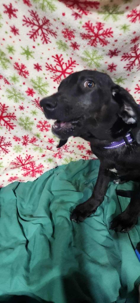 Enlarge Waylon $475, a Adoptable mixed breed in Milwaukee, WI image 3/3