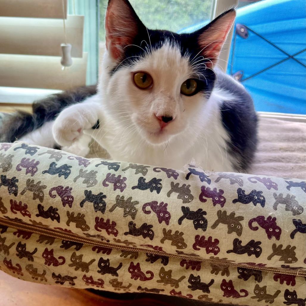 Enlarge Seaweed, a Adoptable Domestic Medium Hair in Temecula, CA image 3/5