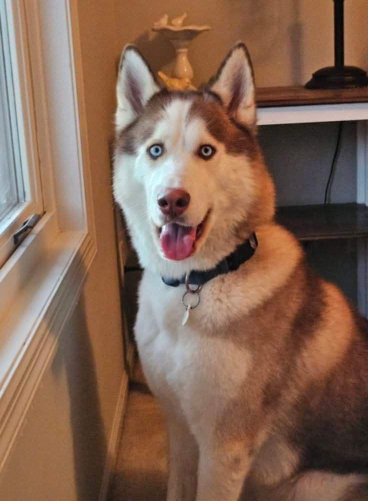 Feygo