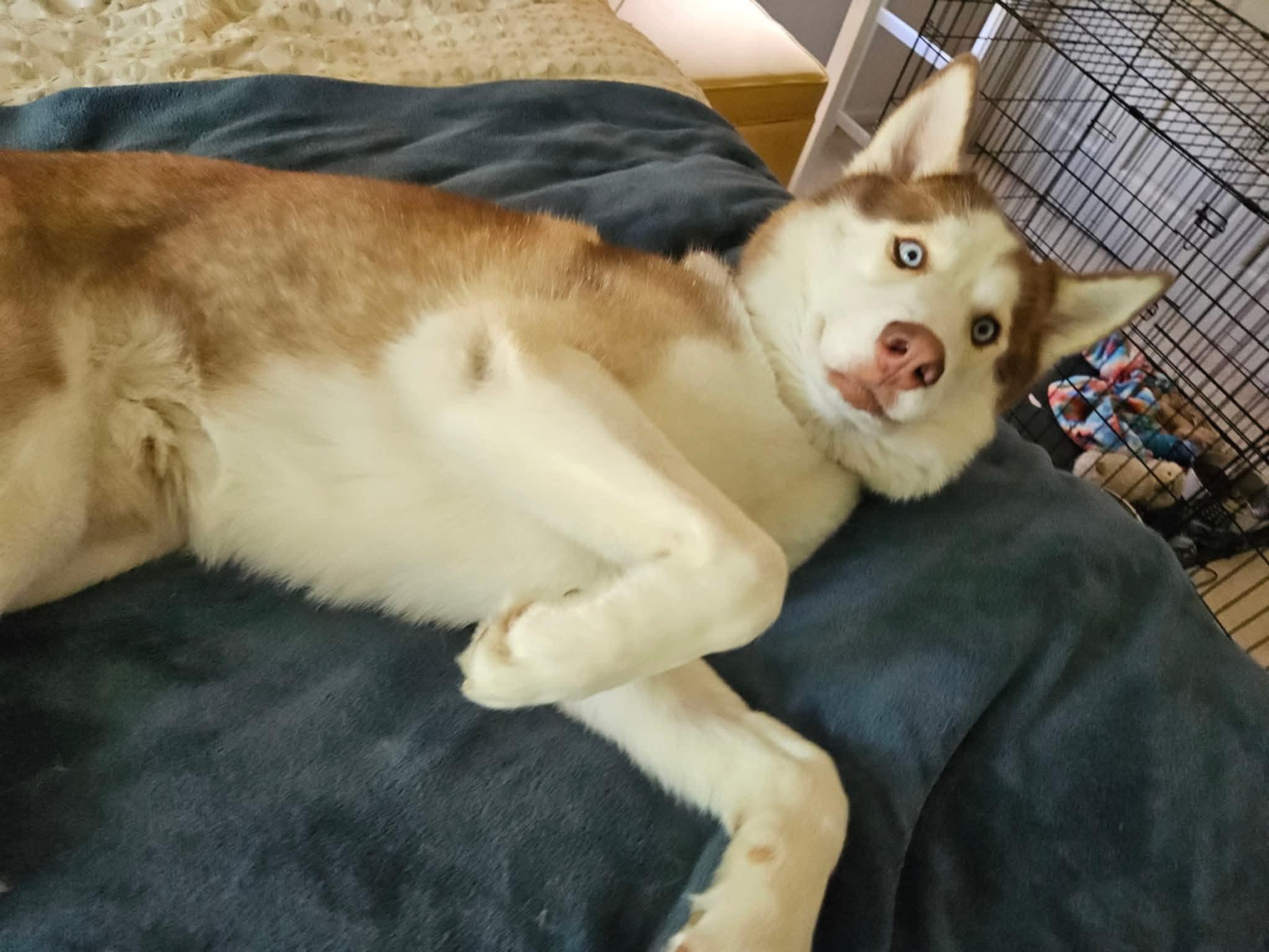 Feygo
