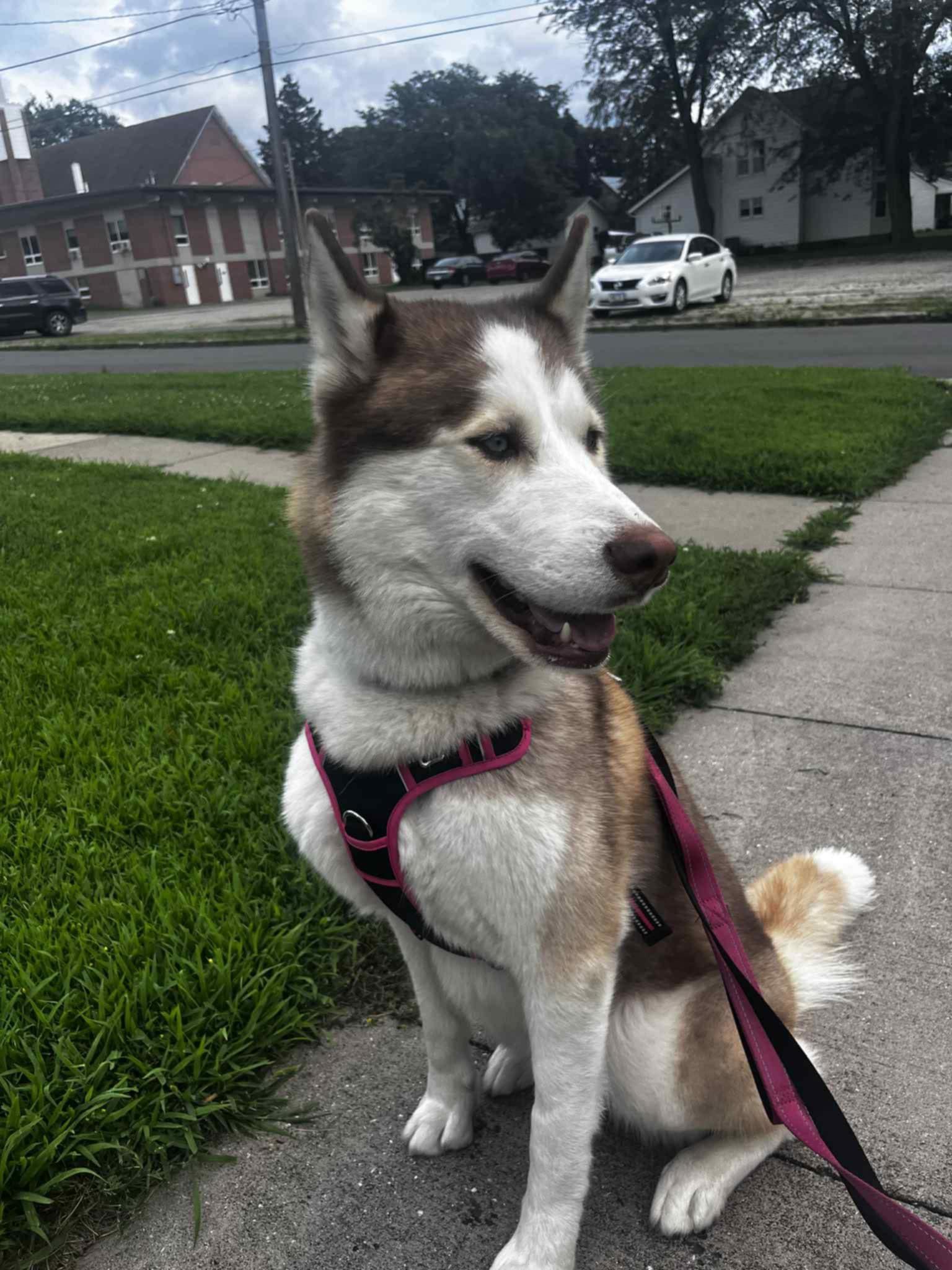 Feygo