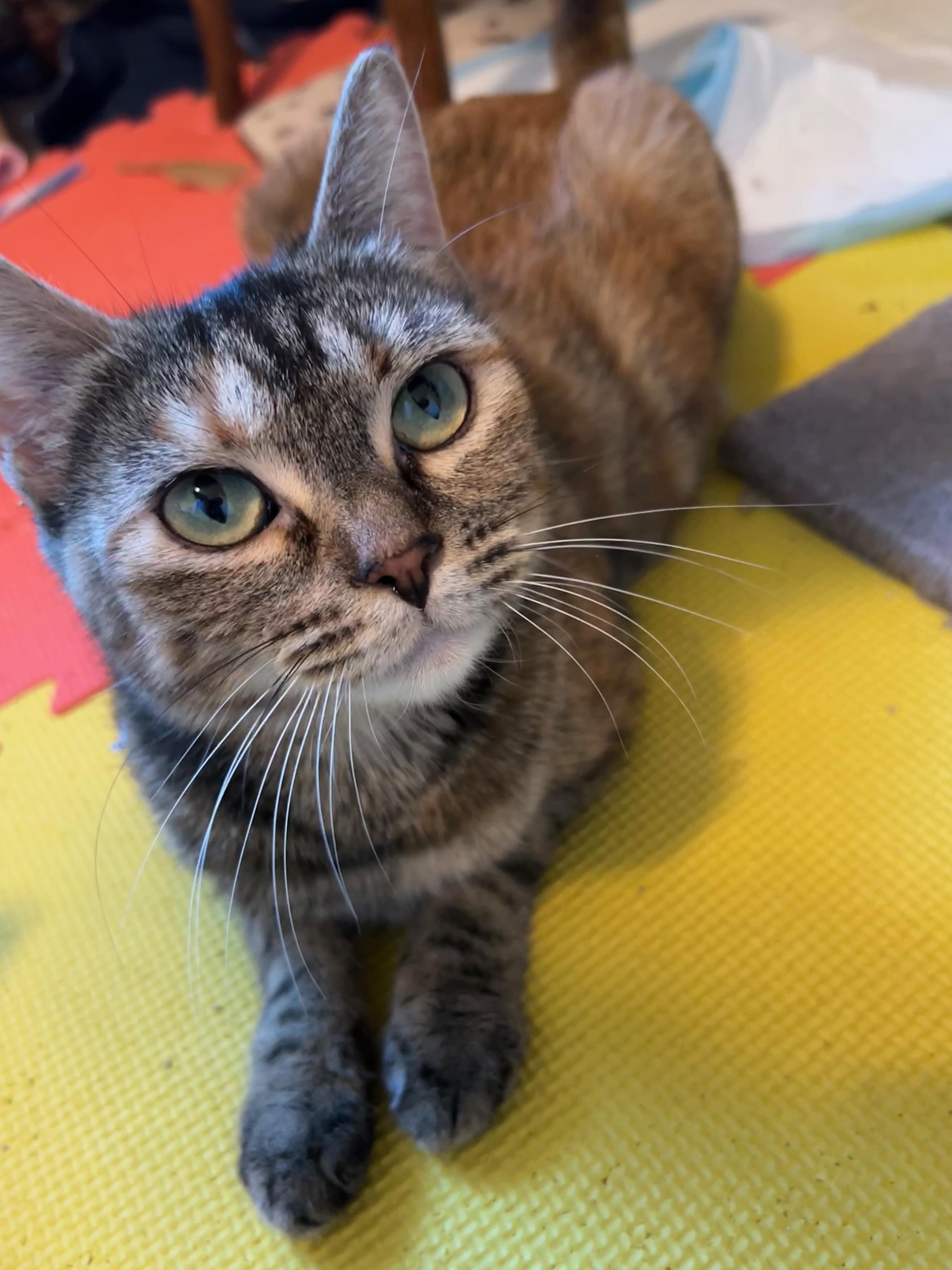 Enlarge Momma April, a Adoptable Domestic Short Hair in Kamloops, BC image 1/2