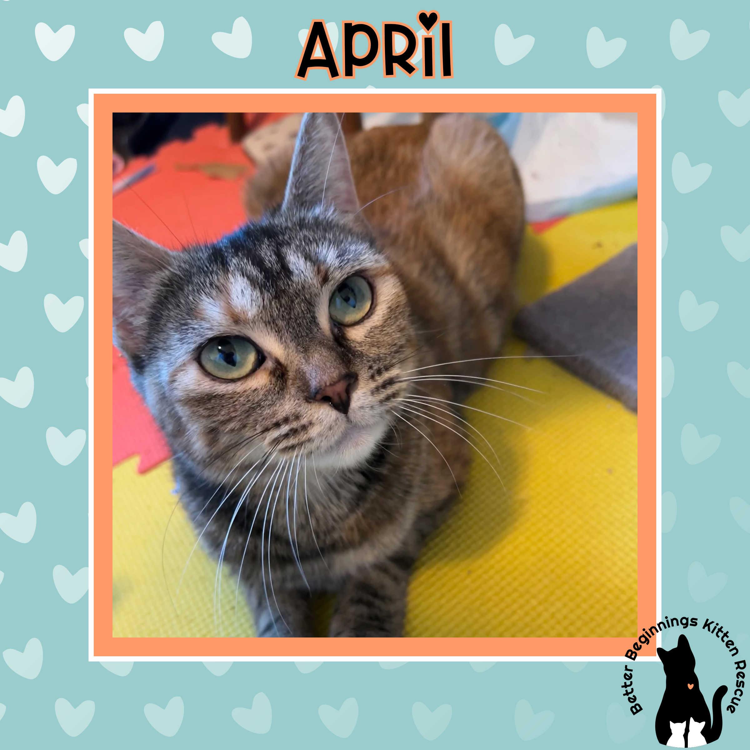 Enlarge Momma April, a Adoptable Domestic Short Hair in Kamloops, BC image 2/2