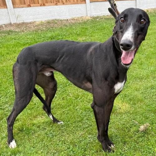 Spinner, Adoptable, Adult Male Greyhound.