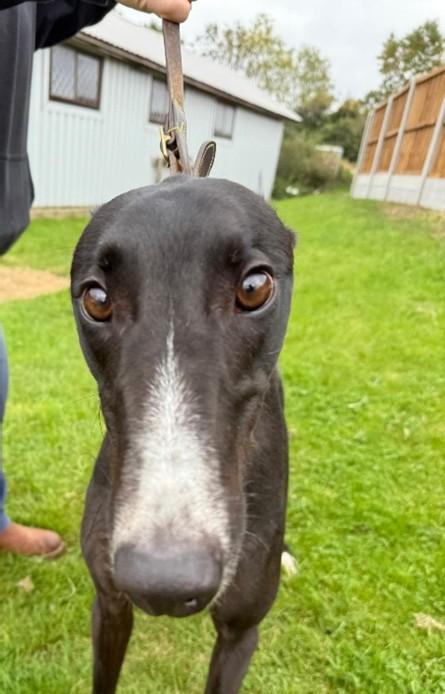 Enlarge Spinner, a Adoptable Greyhound in Hobart, IN image 3/3