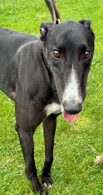 Enlarge Spinner, a Adoptable Greyhound in Hobart, IN image 2/3