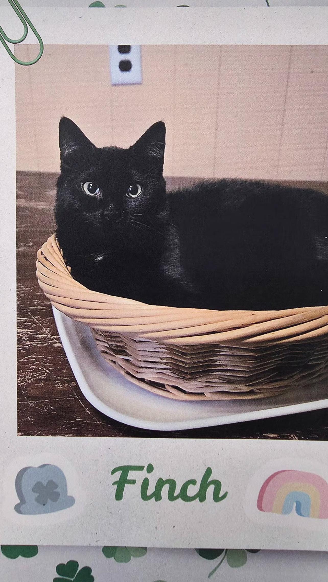 Enlarge Finch, a Adoptable Domestic Short Hair in Voorhees, NJ image 3/3