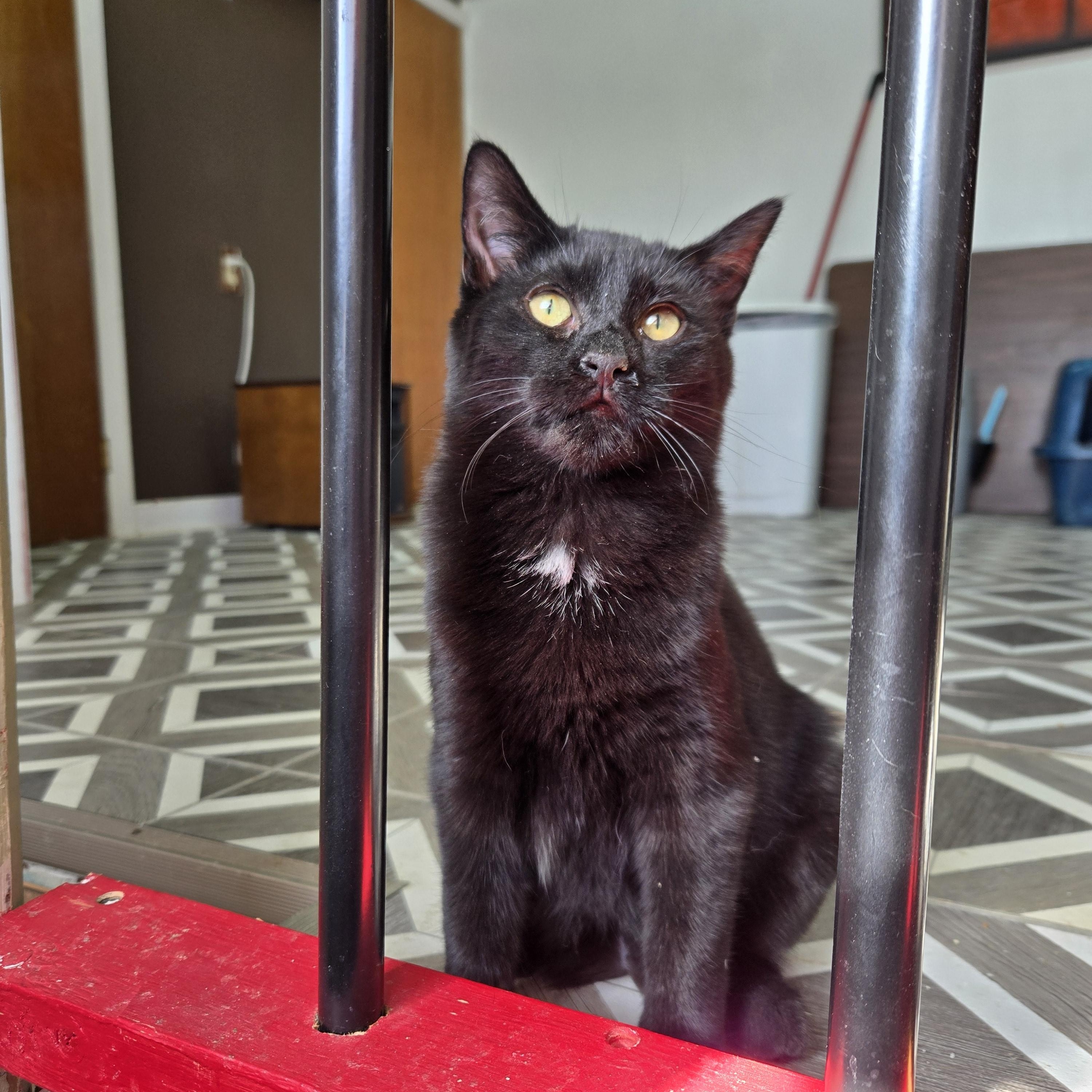 Finch, a Adoptable Domestic Short Hair in Voorhees, NJ image 1/2