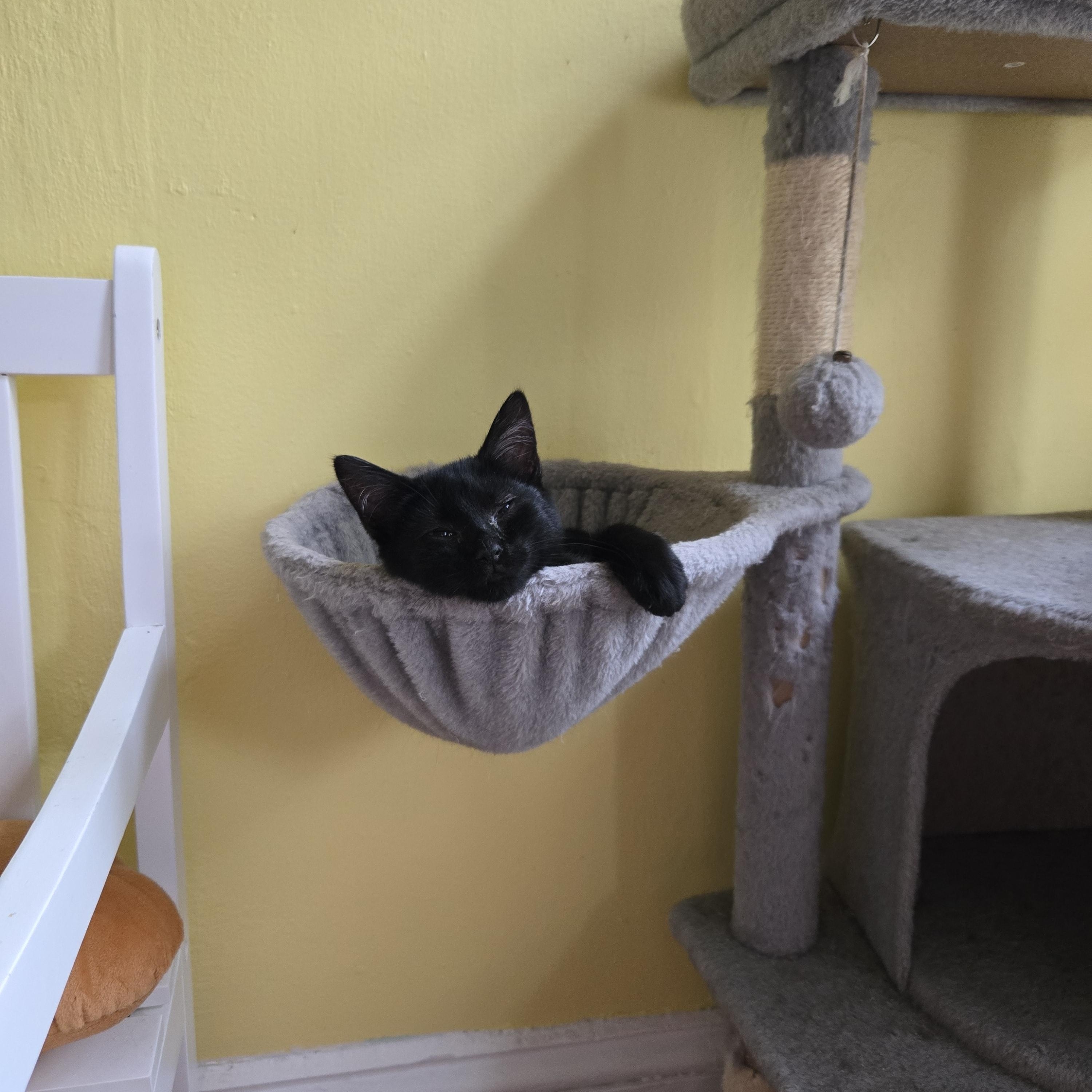 Finch, a Adoptable Domestic Short Hair in Voorhees, NJ image 2/2