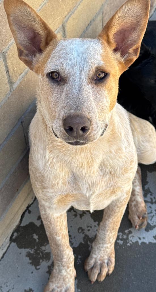 Bo 3, Adoptable, Puppy Male Cattle Dog & Australian Cattle Dog / Blue Heeler.