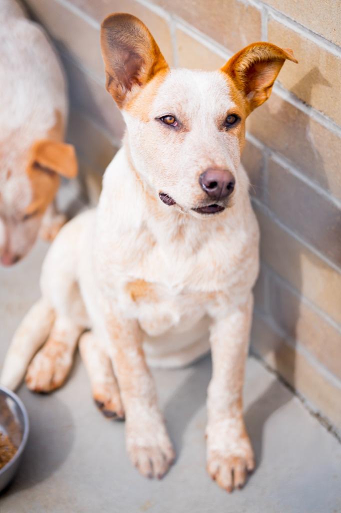 Enlarge Bo 3, a Adoptable mixed breed in Fort Lupton, CO image 2/6