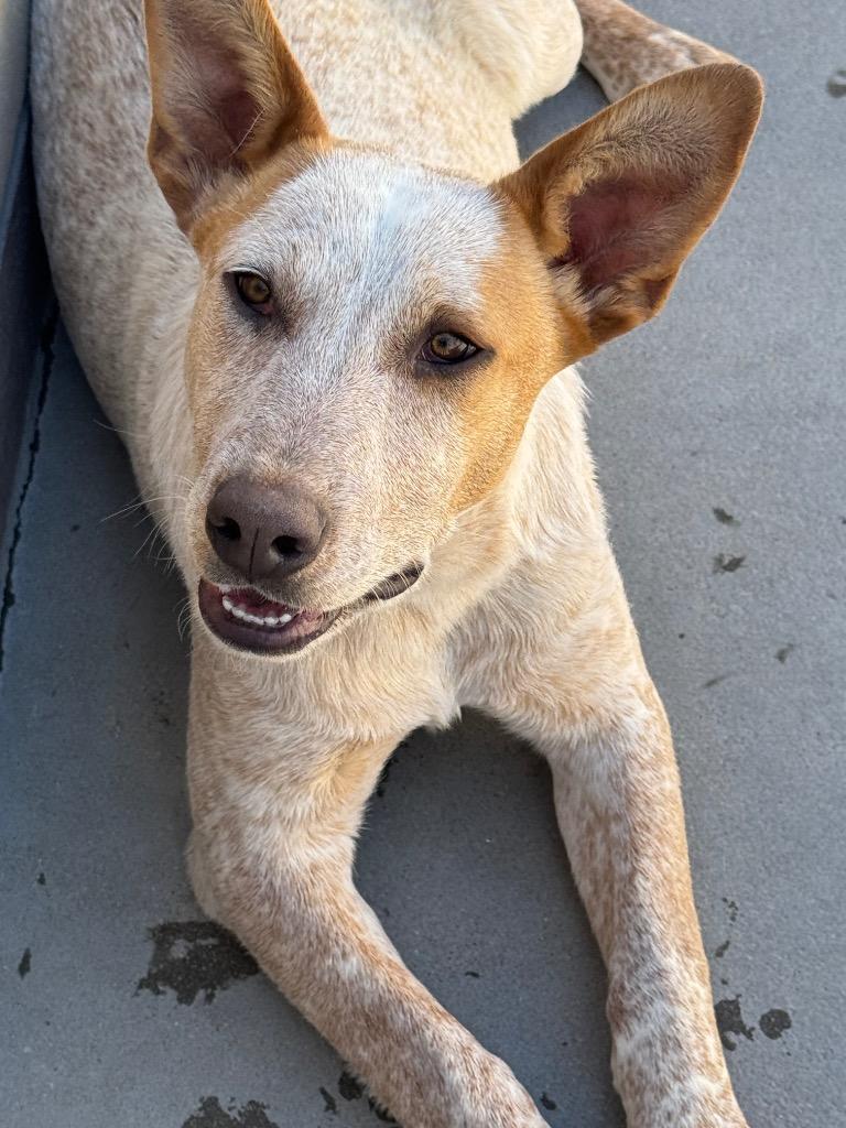 Enlarge Bo 3, a Adoptable mixed breed in Fort Lupton, CO image 4/6