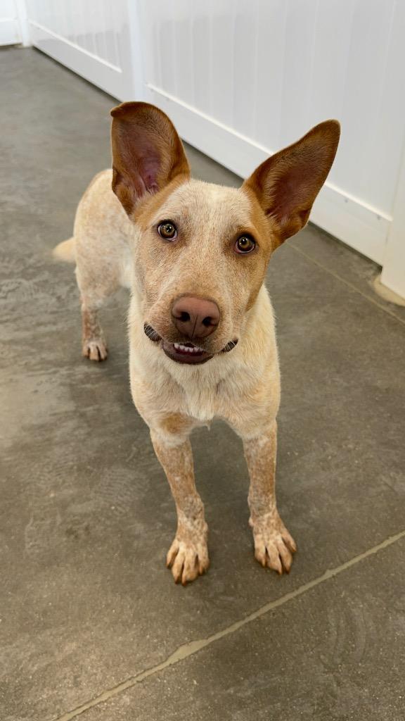 Enlarge Bo 3, a Adoptable mixed breed in Fort Lupton, CO image 5/6