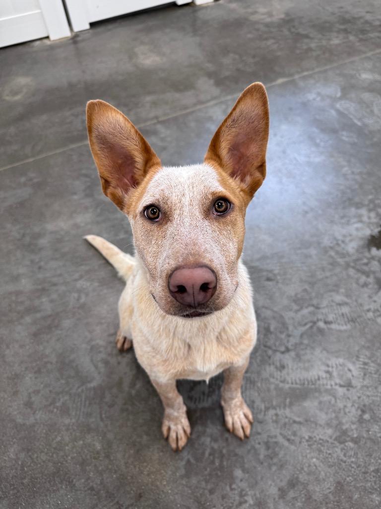 Bo 3, a Adoptable mixed breed in Fort Lupton, CO image 1/5