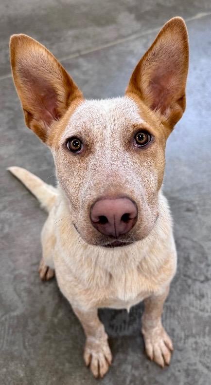 Bo 3, Adoptable, Young Male Cattle Dog & Australian Cattle Dog / Blue Heeler.