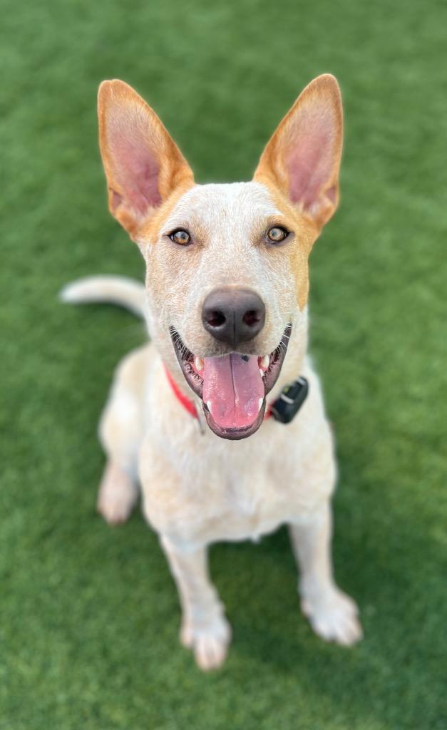 Bo 3, a Adoptable mixed breed in Fort Lupton, CO image 2/4
