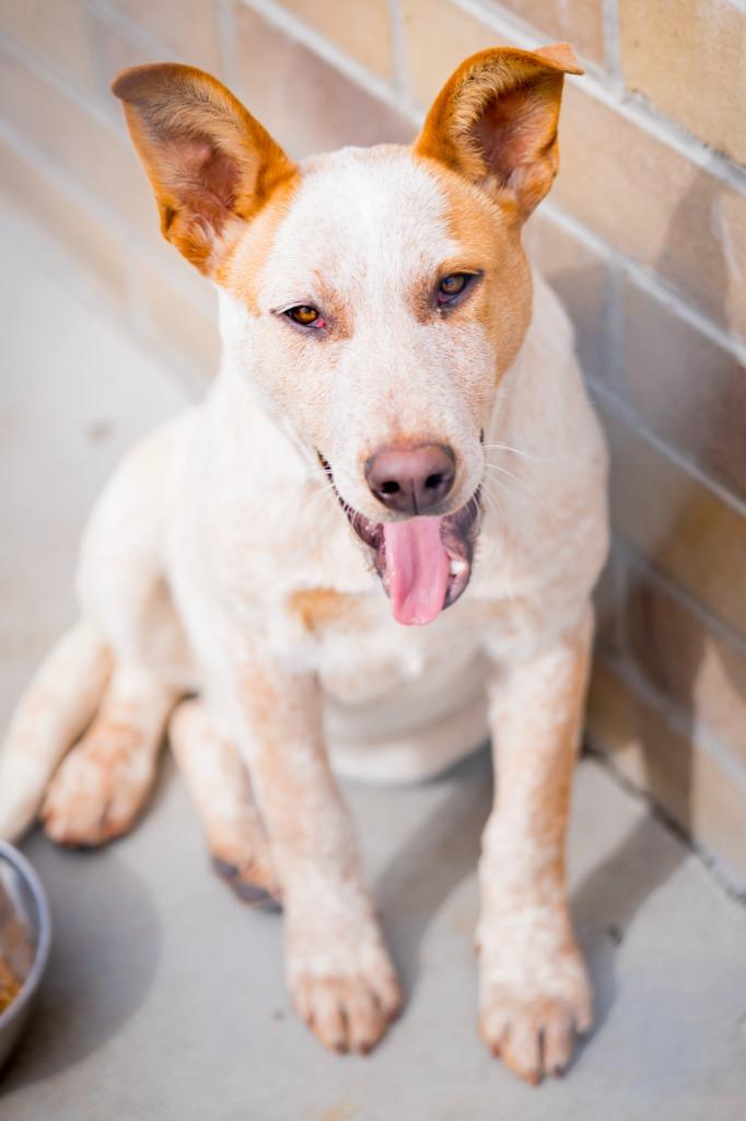 Enlarge Bo 3, a Adoptable mixed breed in Fort Lupton, CO image 6/6