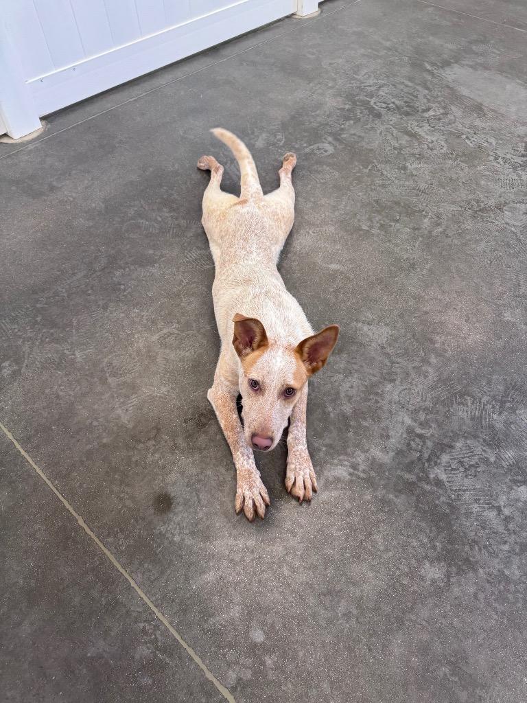 Bo 3, a Adoptable mixed breed in Fort Lupton, CO image 3/5