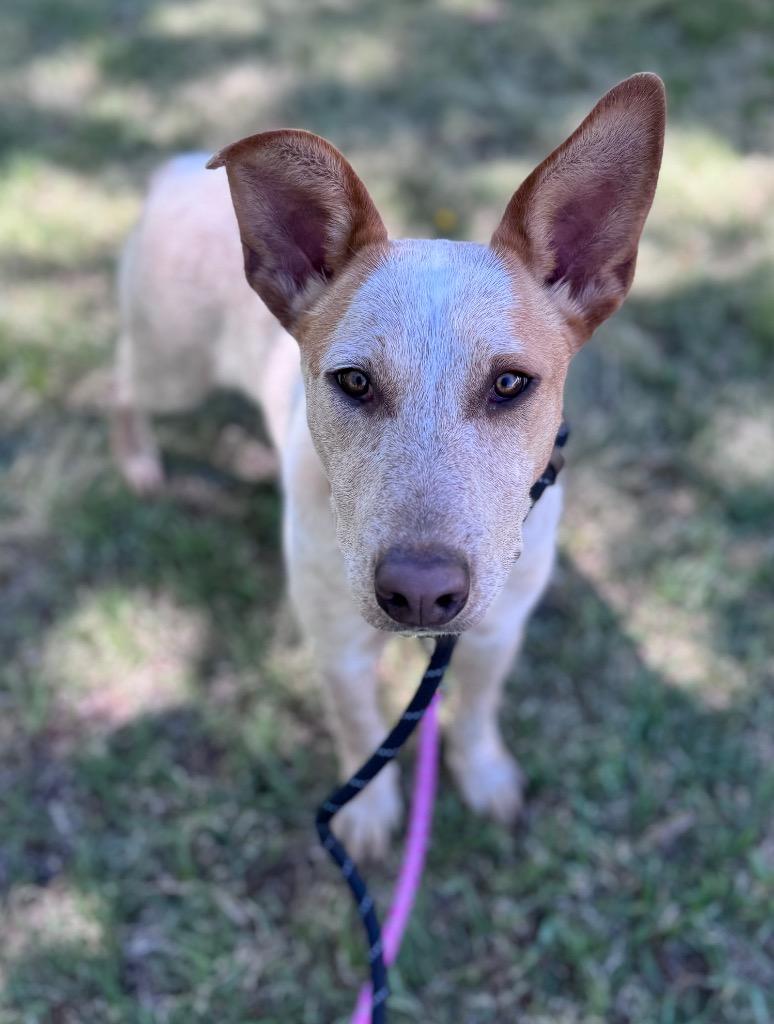 Bo 3, a Adoptable mixed breed in Fort Lupton, CO image 4/5