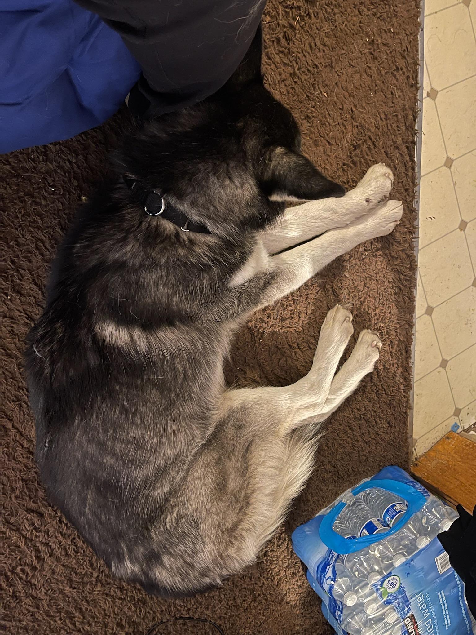 Moose, Adopted, Young Male Alaskan Malamute.