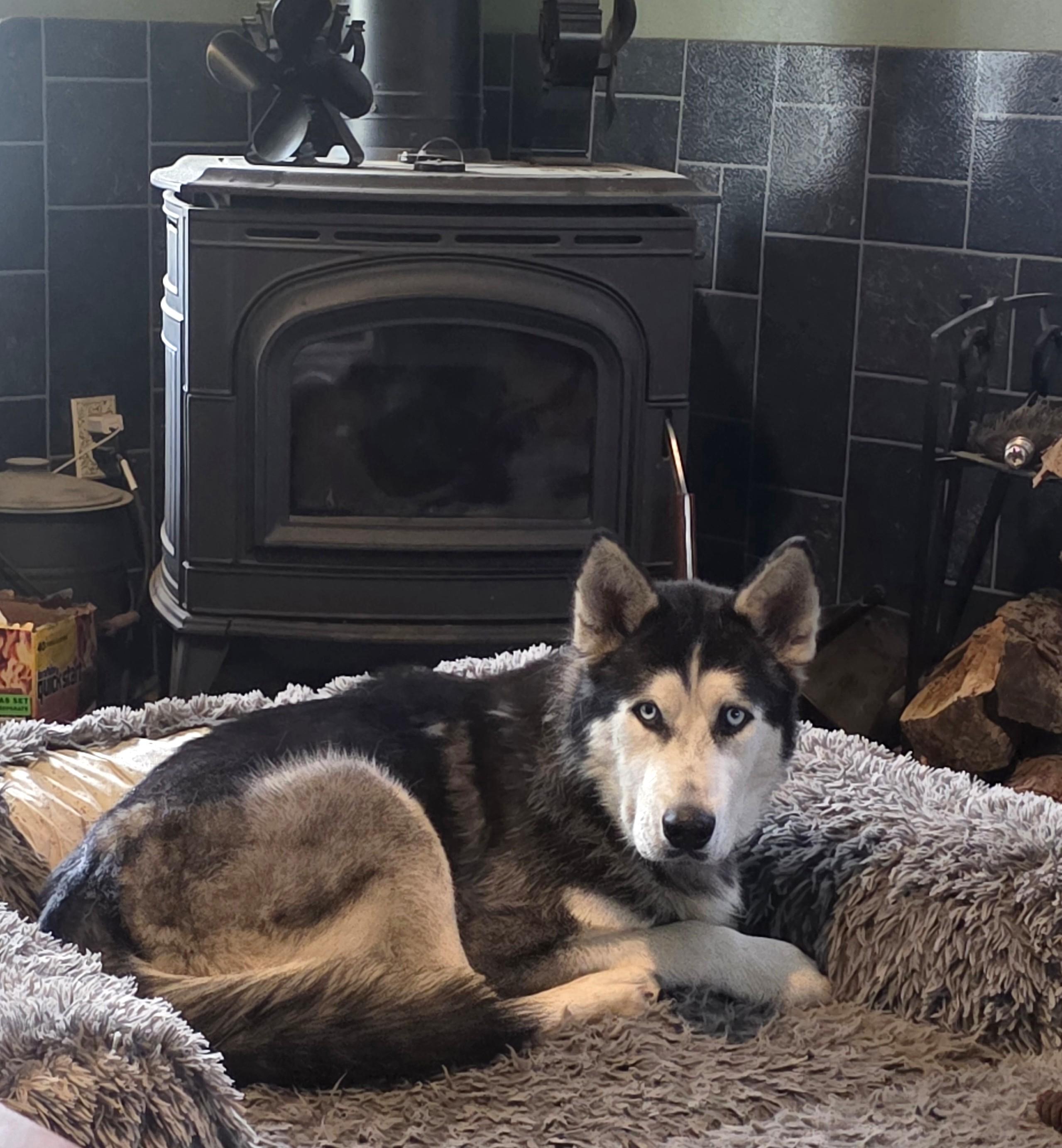 Enlarge Moose, a Adopted Alaskan Malamute in Elk, WA image 2/6