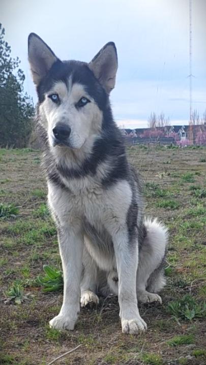 Enlarge Moose, a Adopted Alaskan Malamute in Elk, WA image 3/6