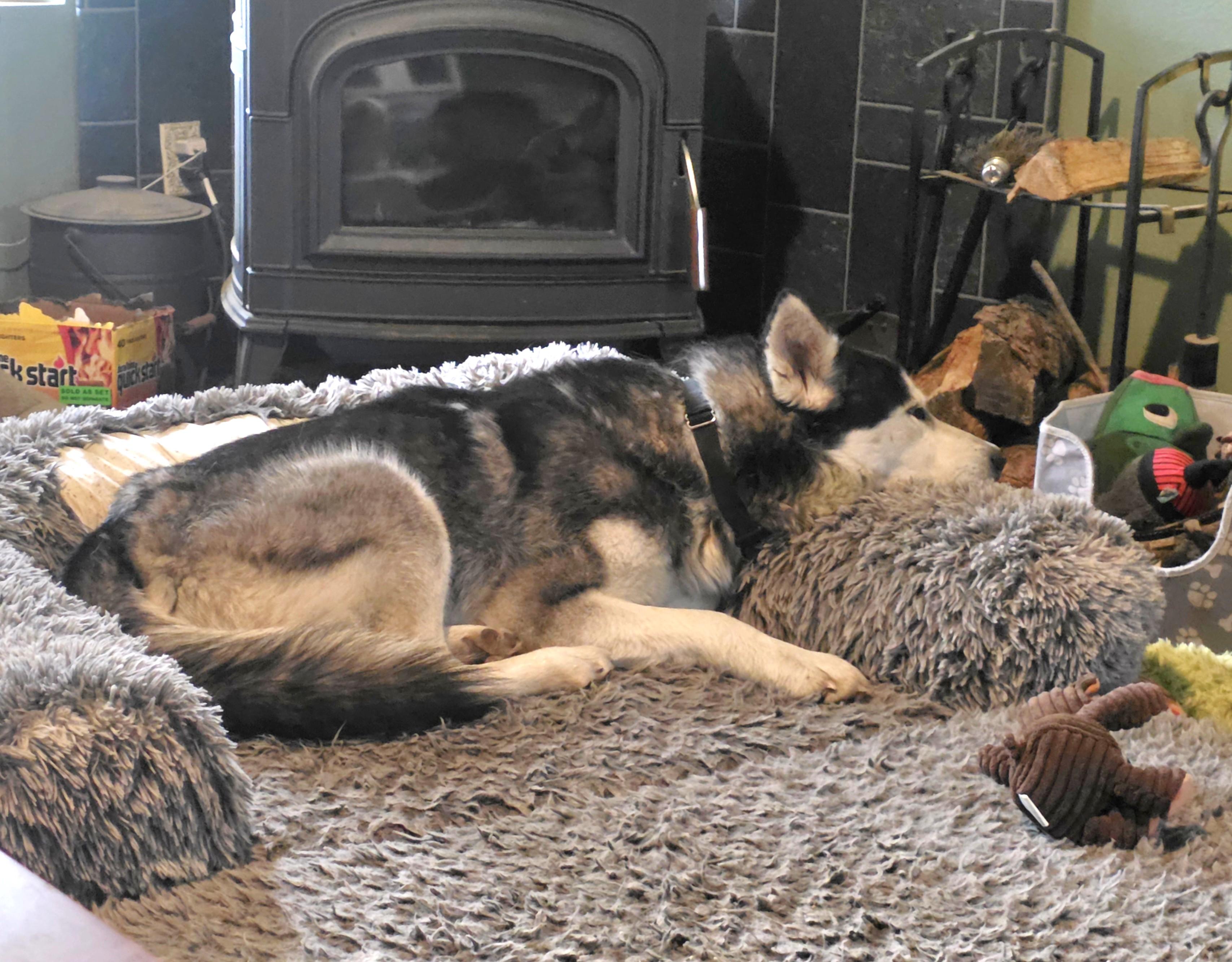 Enlarge Moose, a Adopted Alaskan Malamute in Elk, WA image 4/6