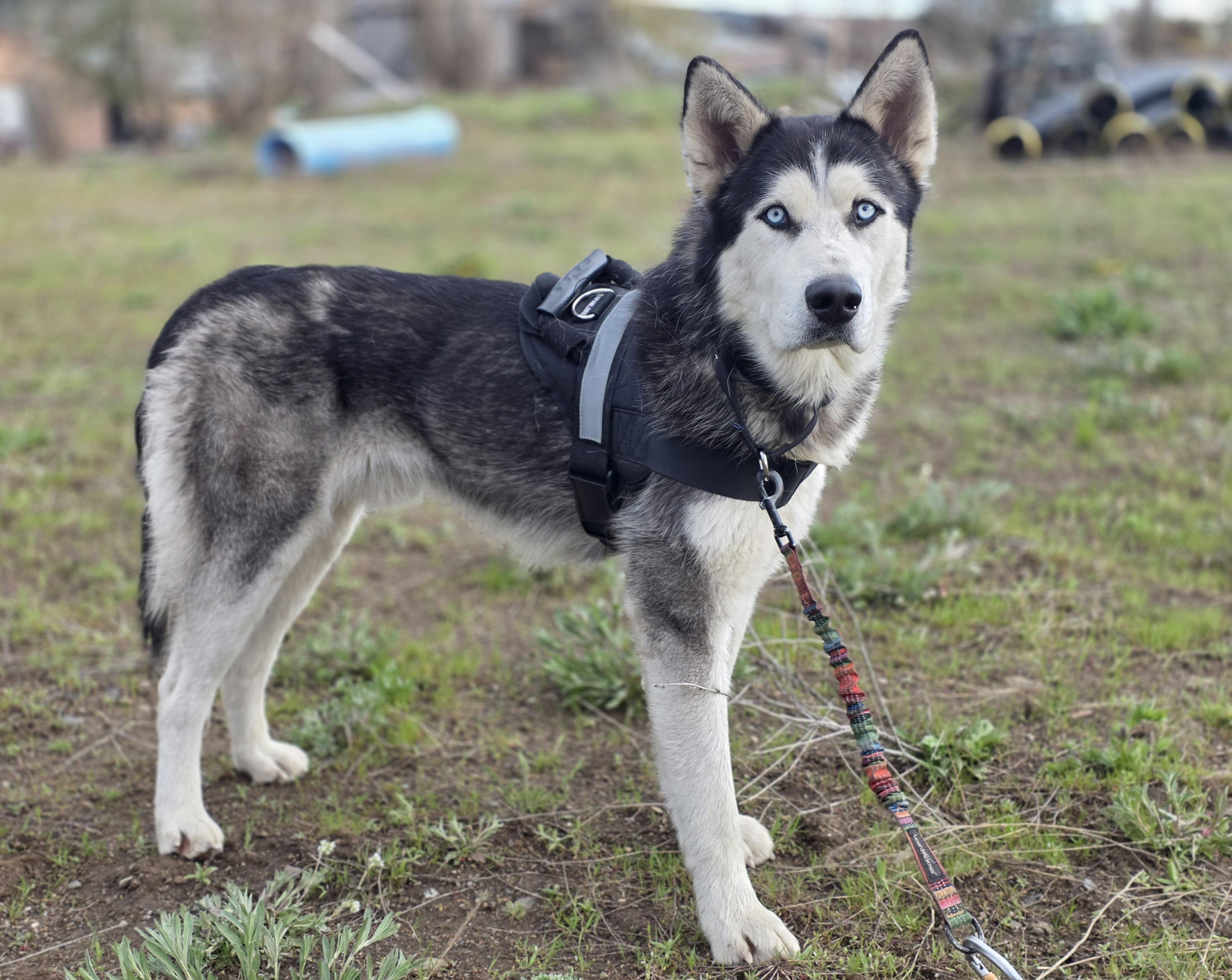 Enlarge Moose, a Adopted Alaskan Malamute in Elk, WA image 5/6