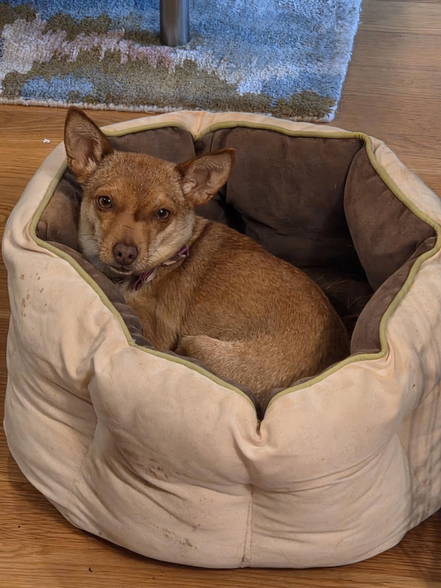 Honeybee, an adopted mixed breed in Seattle, WA image 5/5