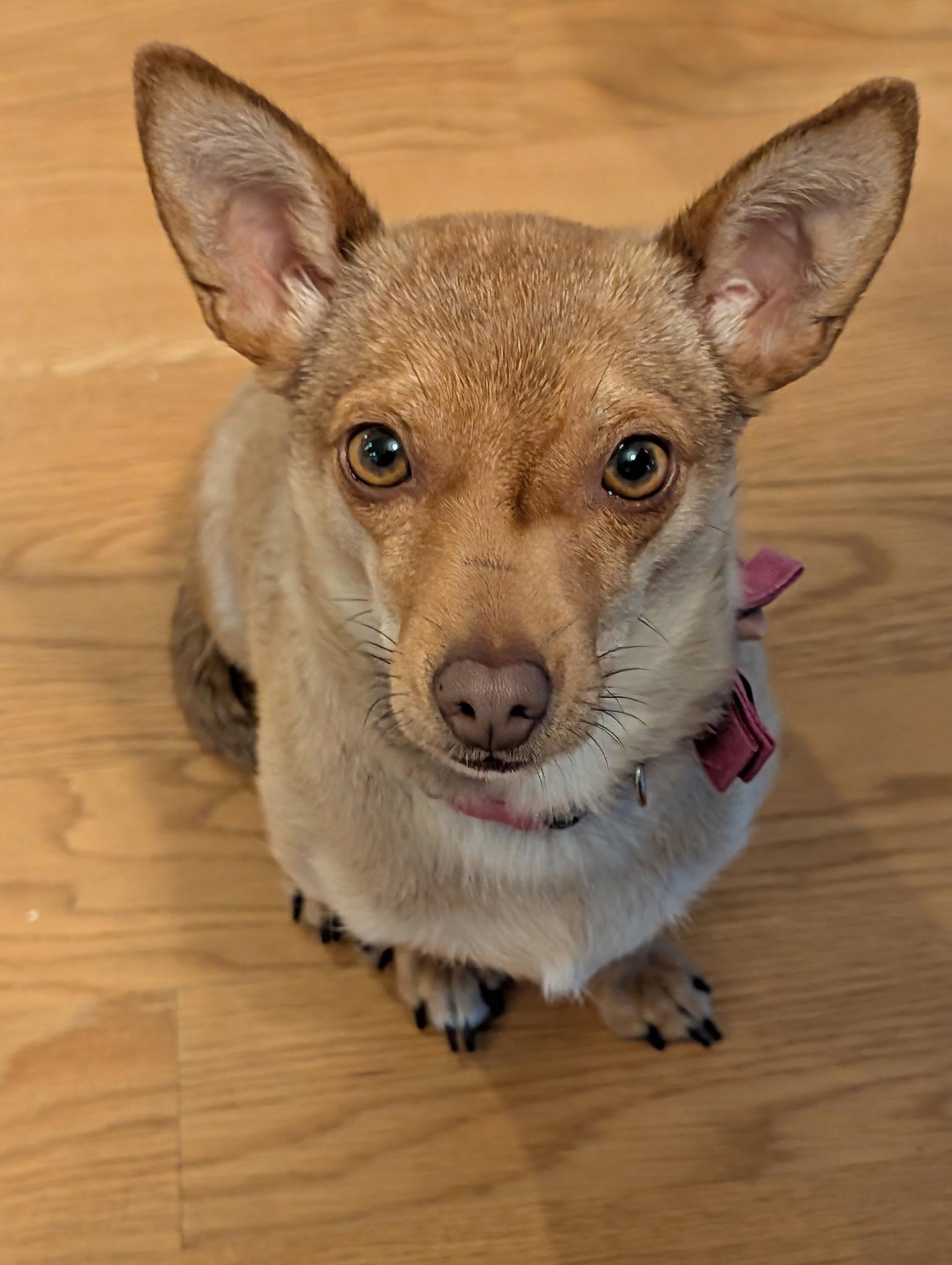 Honeybee, an adopted mixed breed in Seattle, WA image 1/5