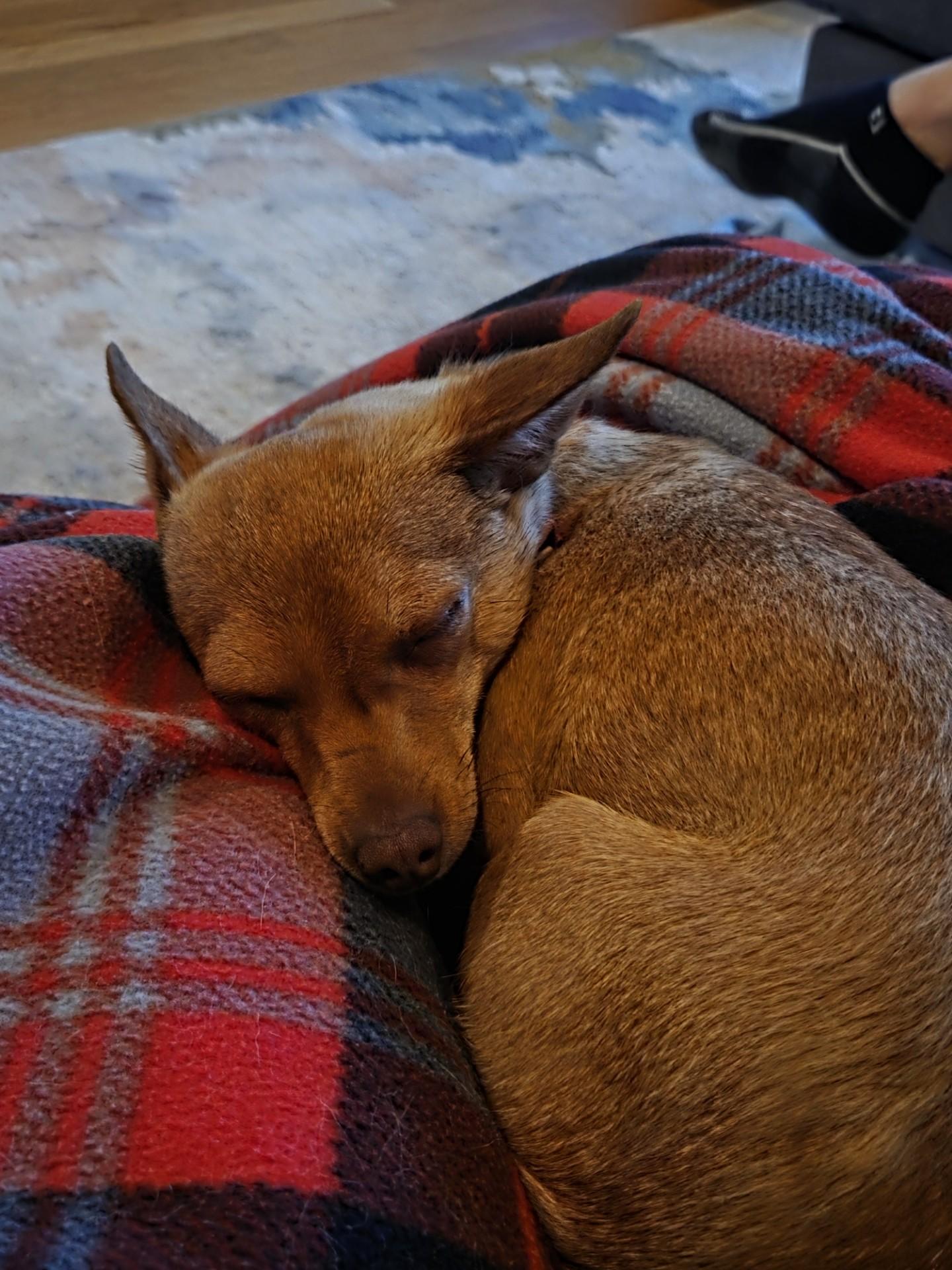 Honeybee, an adopted mixed breed in Seattle, WA image 4/5